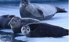 Car Seals