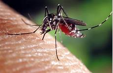 Mosquito