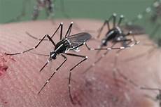Mosquito